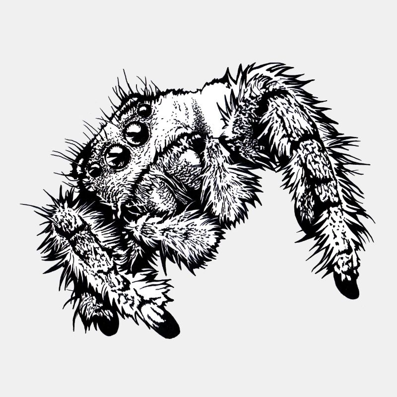 Springspinne