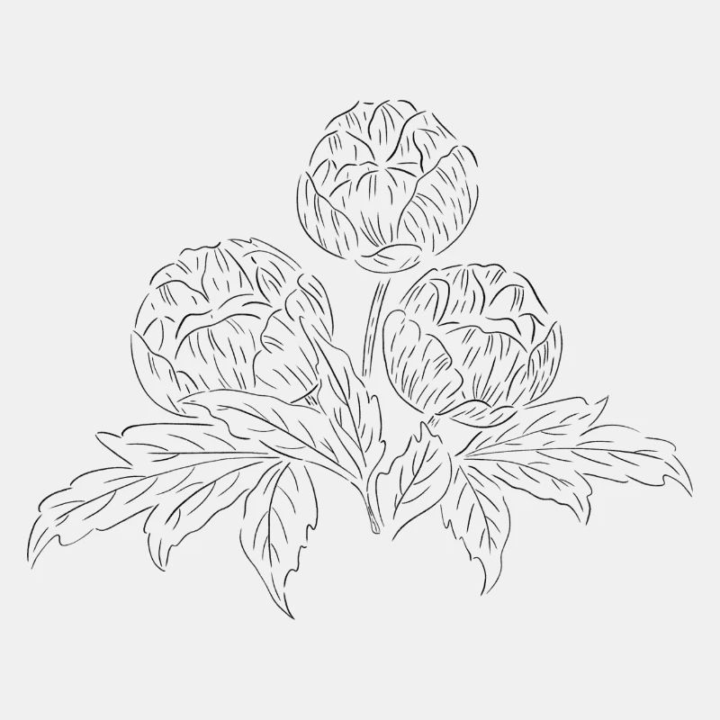 Illustration Pfingstrosen