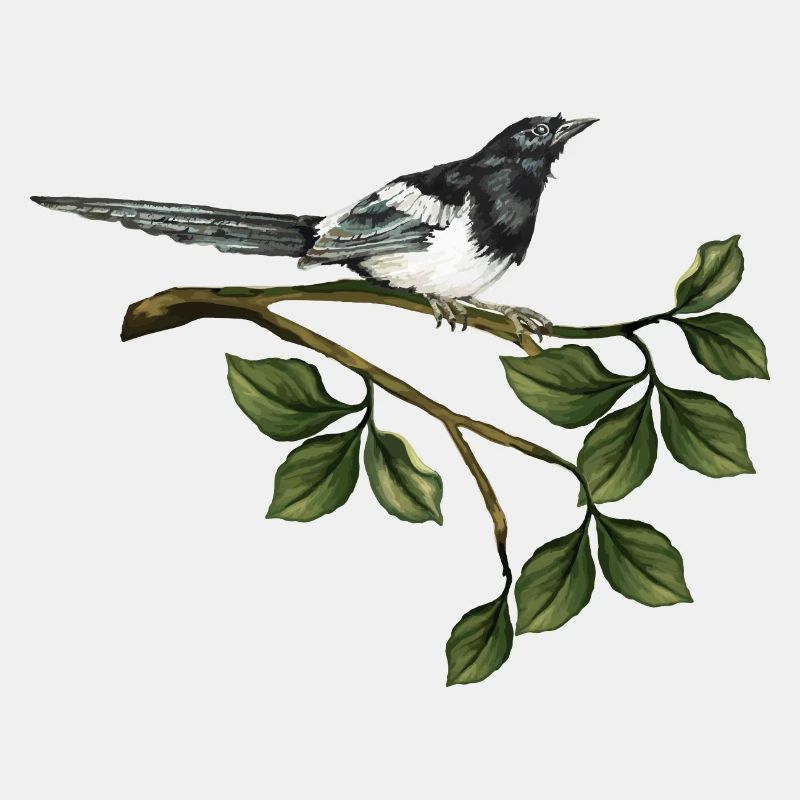 Elster Vogel
