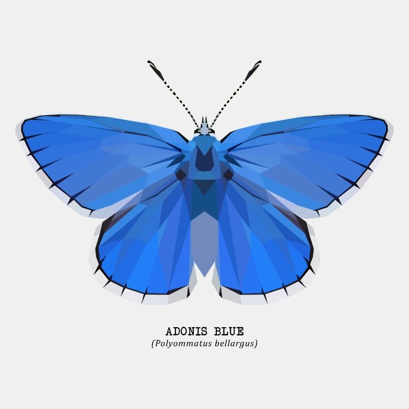 Adonis Blue