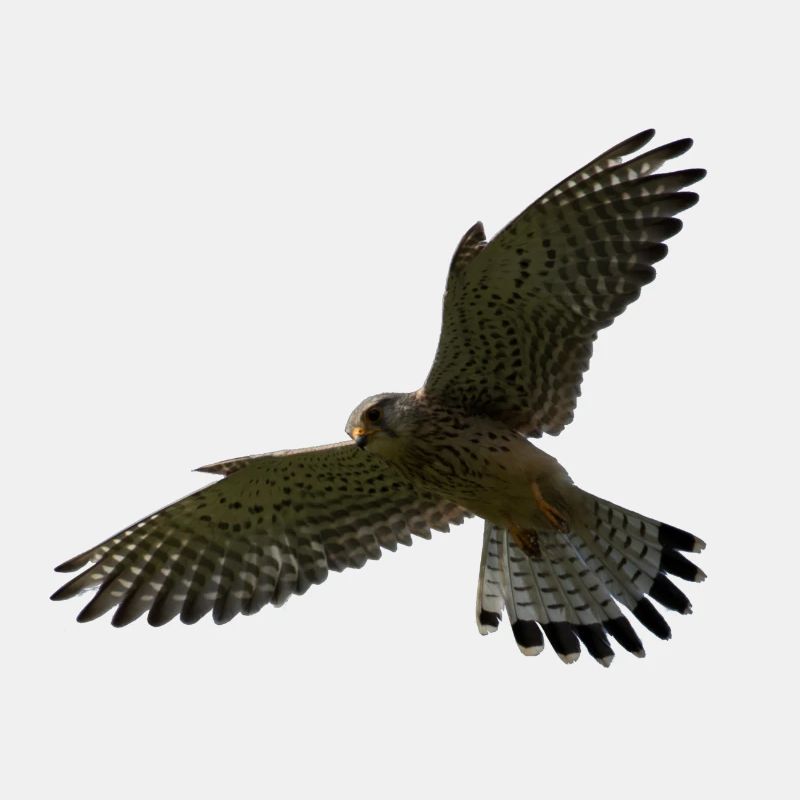 Falke im Flug