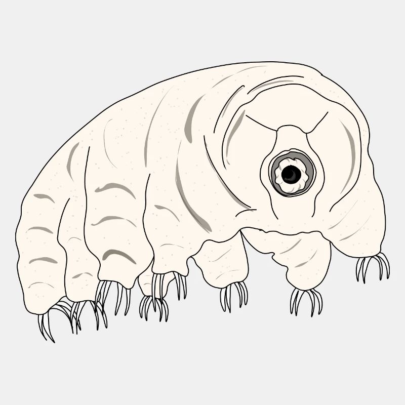 Tardigrade water bear