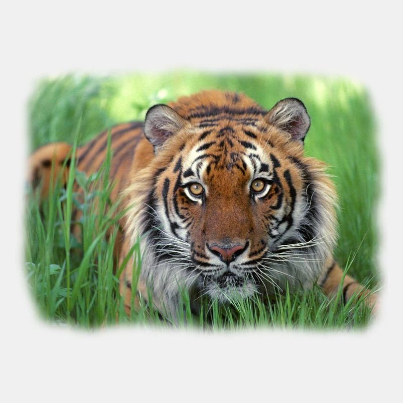 Tiger im Gras