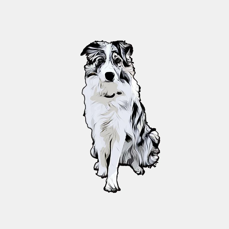 Border Collie Black Merle Comic
