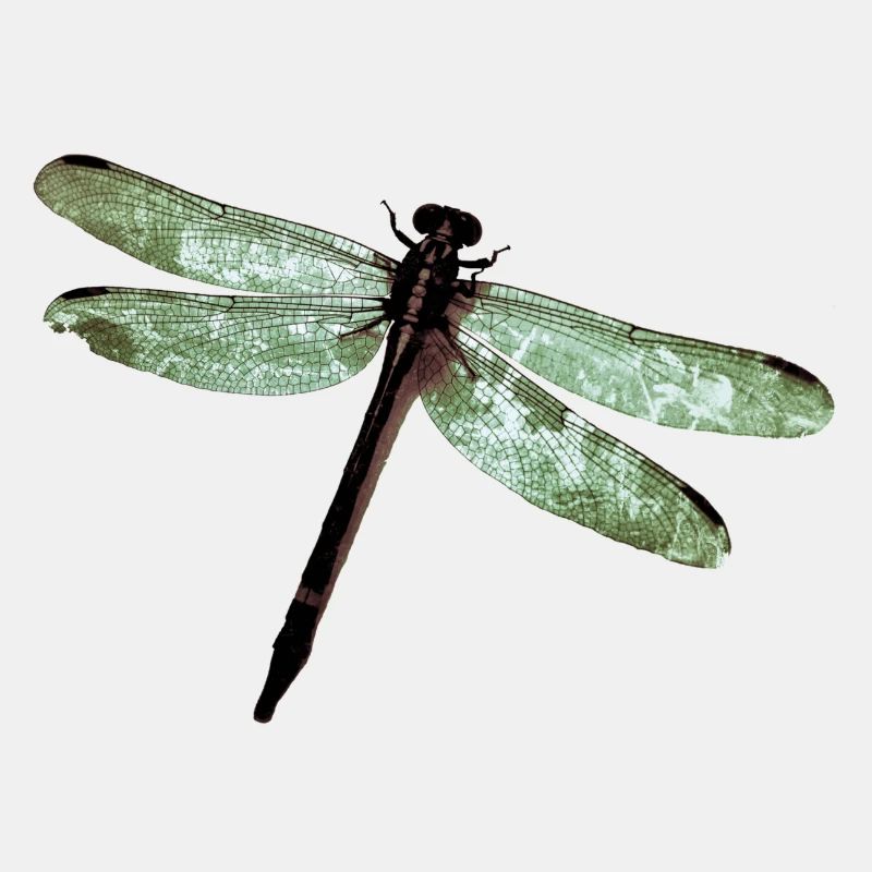 Libelle
