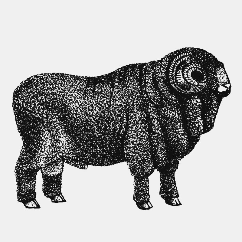 Dicker Schafbock