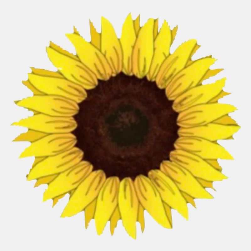 Sonnenblume