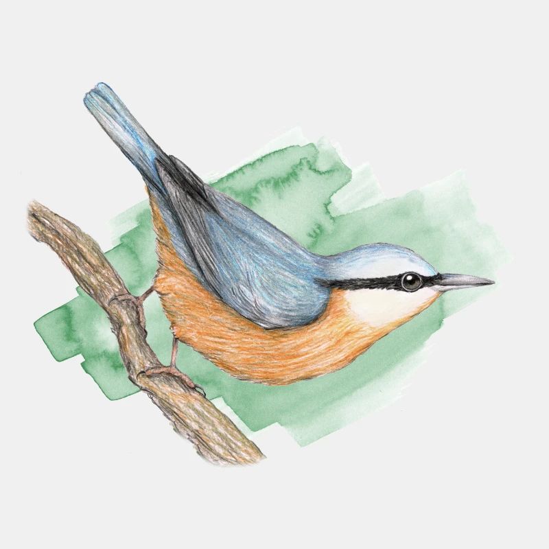 Nuthatch