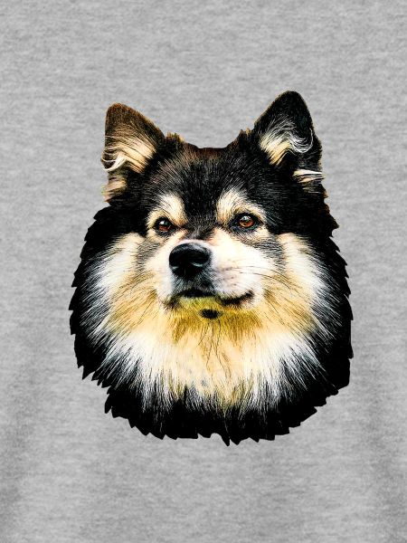 Finnisch-Hund aus Lappland
