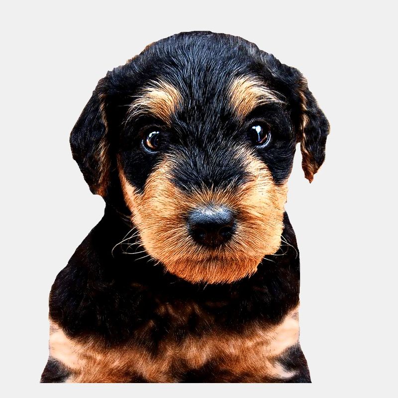 Welpe Welsh Terrier
