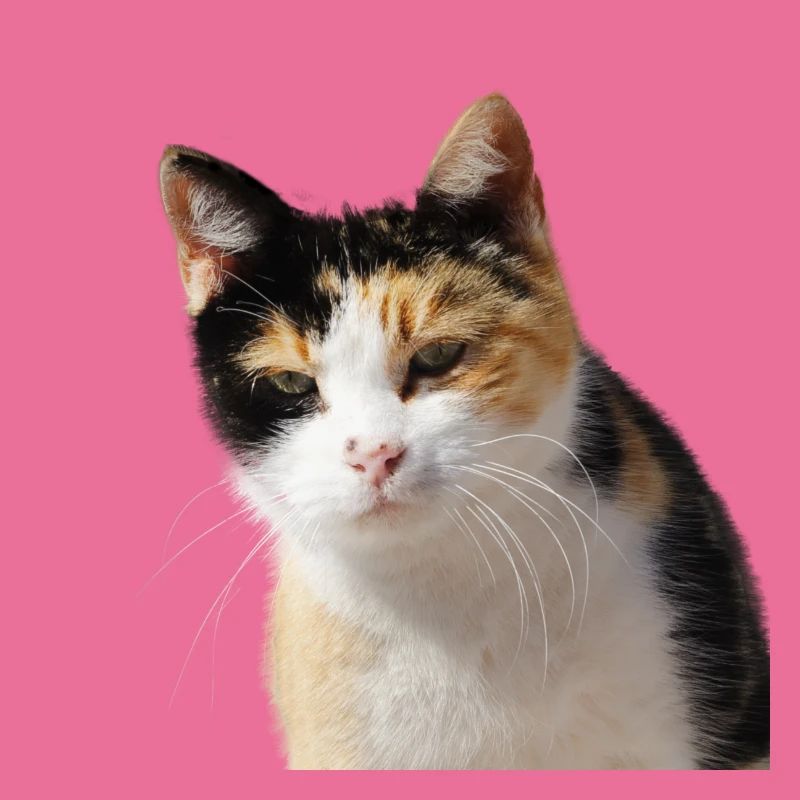 Katze