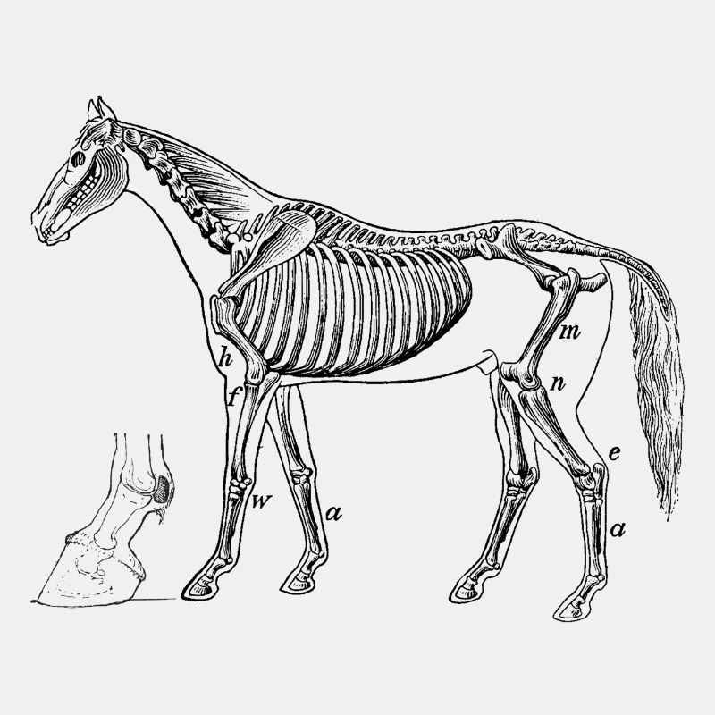 anatomie Pferd