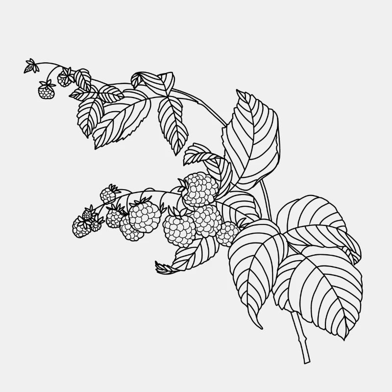 Framboise