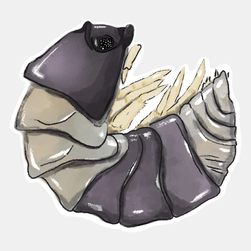 Cubaris spec. „Panda King“ Asseln , Isopod