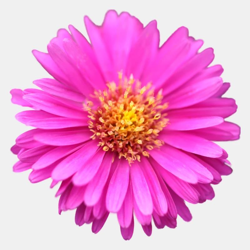 fleur rose fleur rose aster d’été