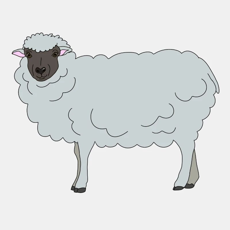 Sheep