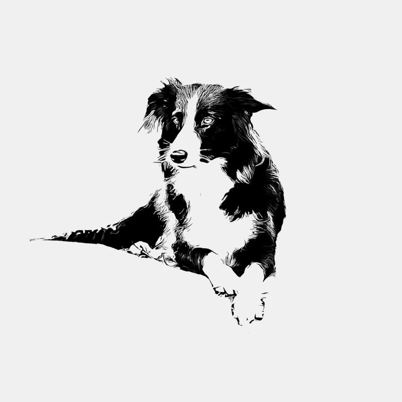 Border Collie Ellie