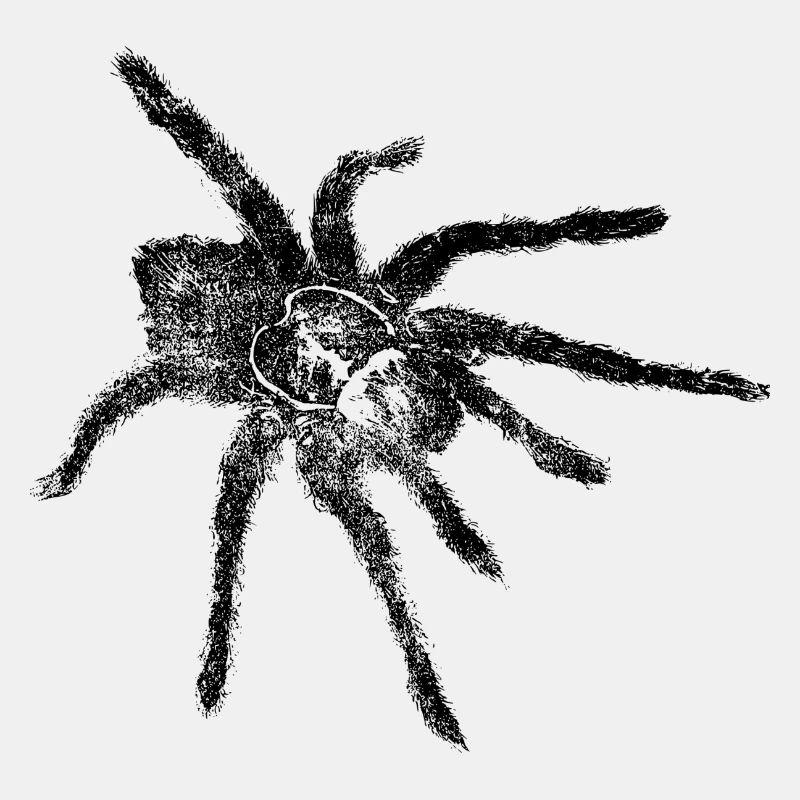 Spinne - Spinne
