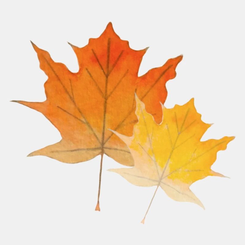 Feuilles d'érable
