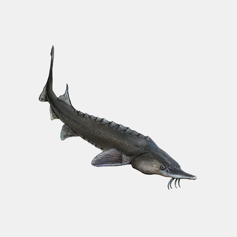 Stör