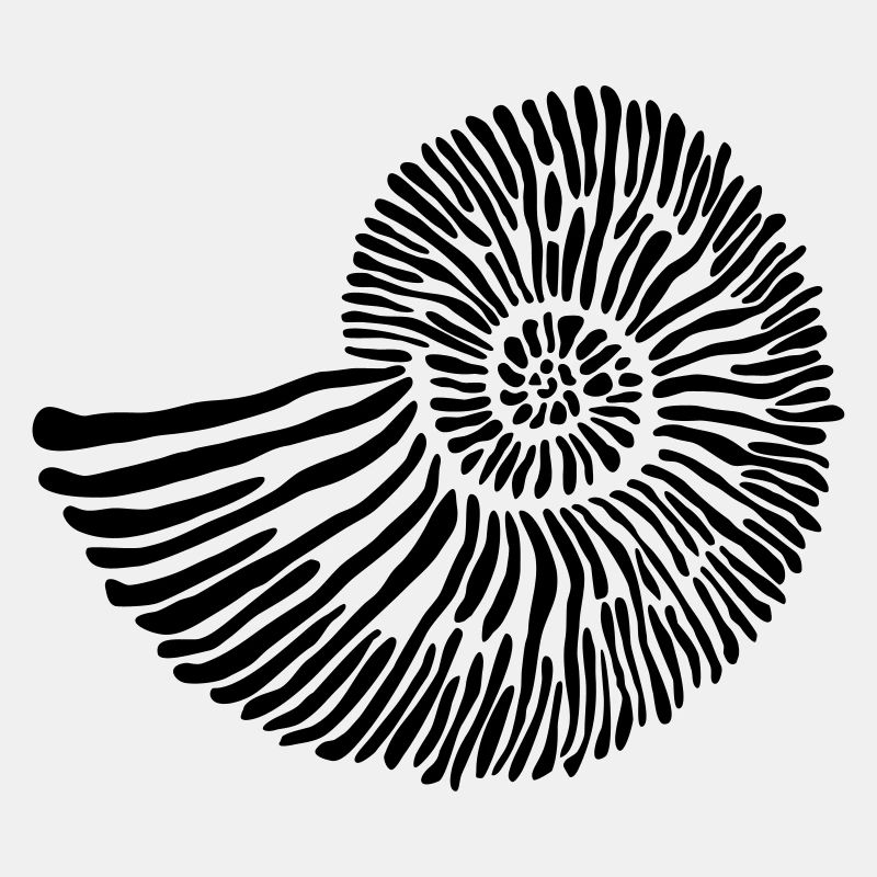 Ammonite