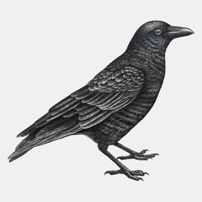 oiseau corbeau
