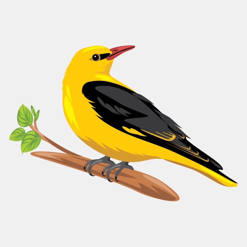 Oriole sitzt auf einem Ast