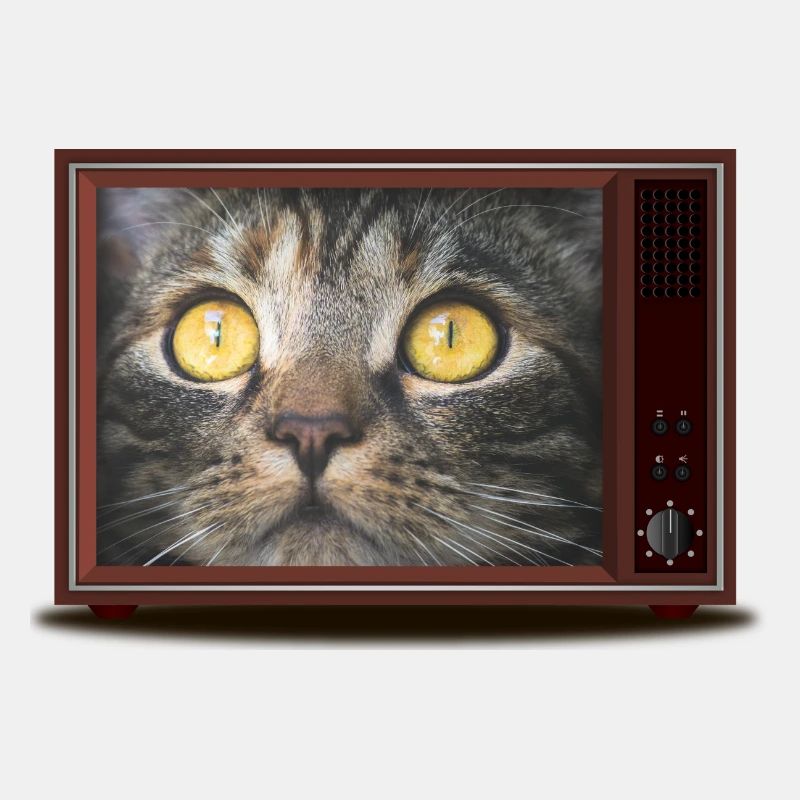 Chat à la télévision