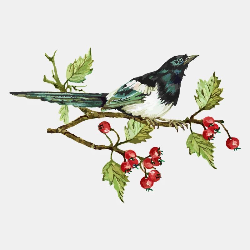 Elster Vogel