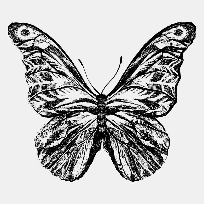 schmetterling