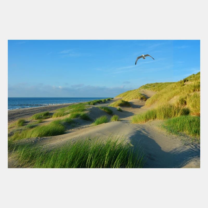 Nordsee Dünen