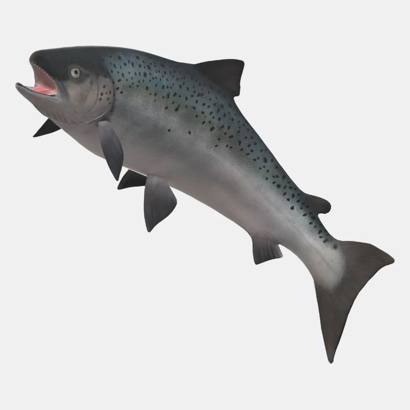 3D Wild Salmon