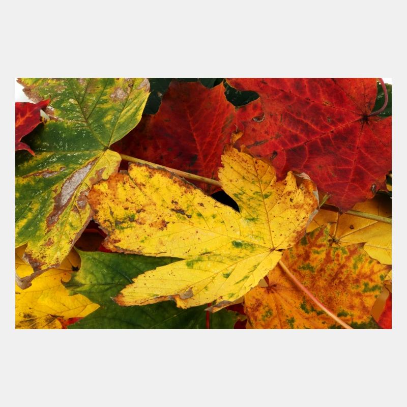 Herbstblätter