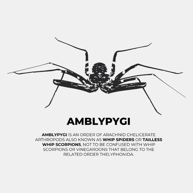Araignée flagelle - Amblypygi