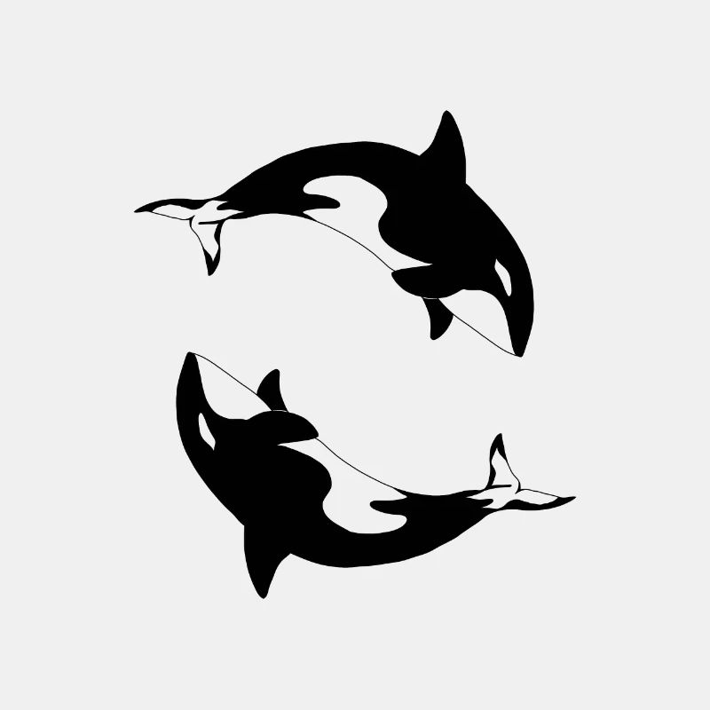 Orca Orcinus orca