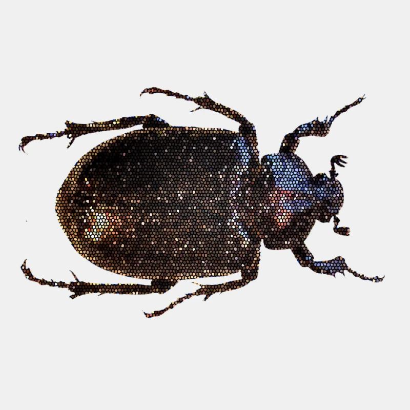 dung beetle