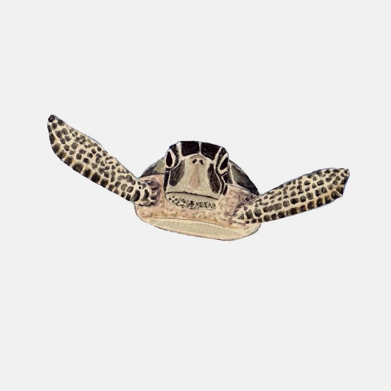 Schildkröte 2