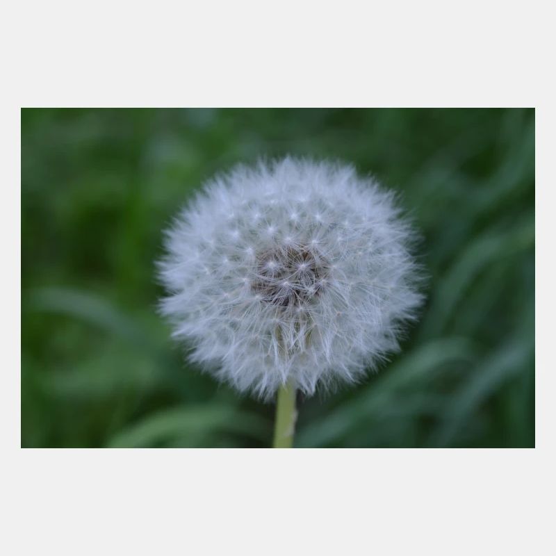 Pusteblume