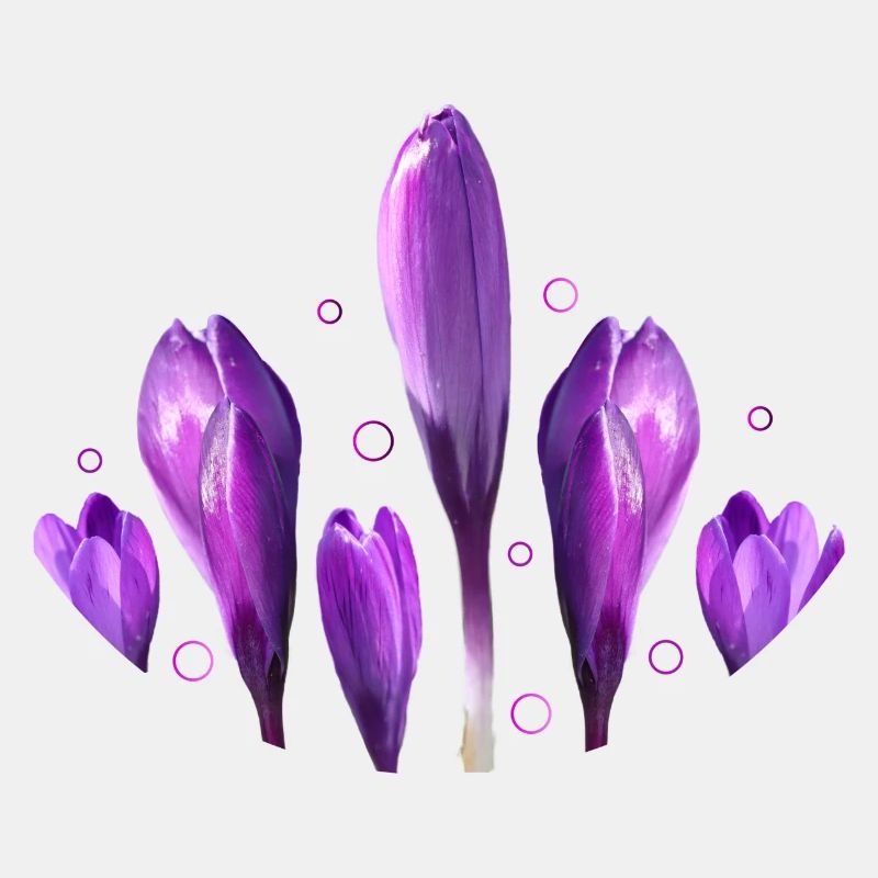 Crocuses Spring Spring Beginning