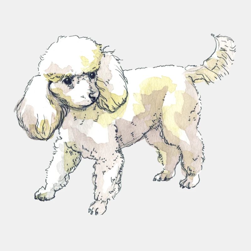 caniche