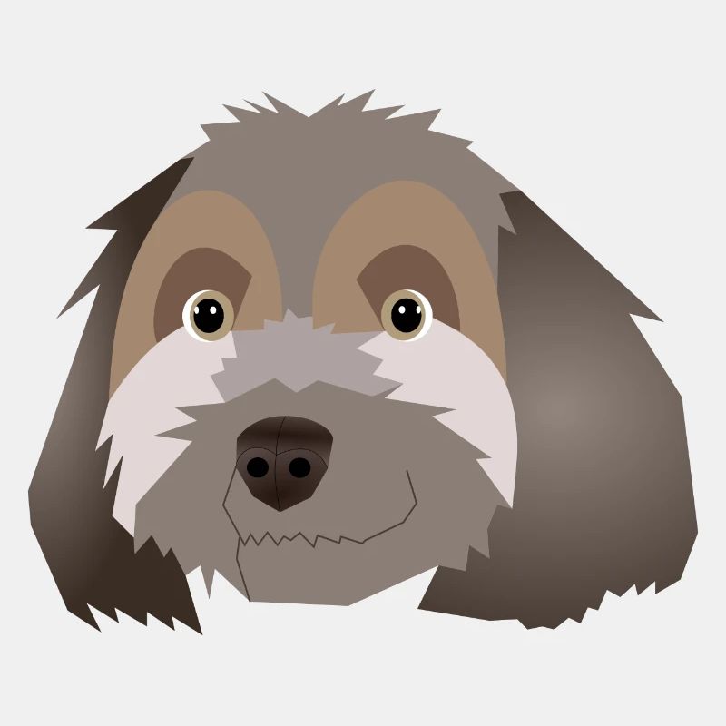 Havanese Bichon - Jypsie