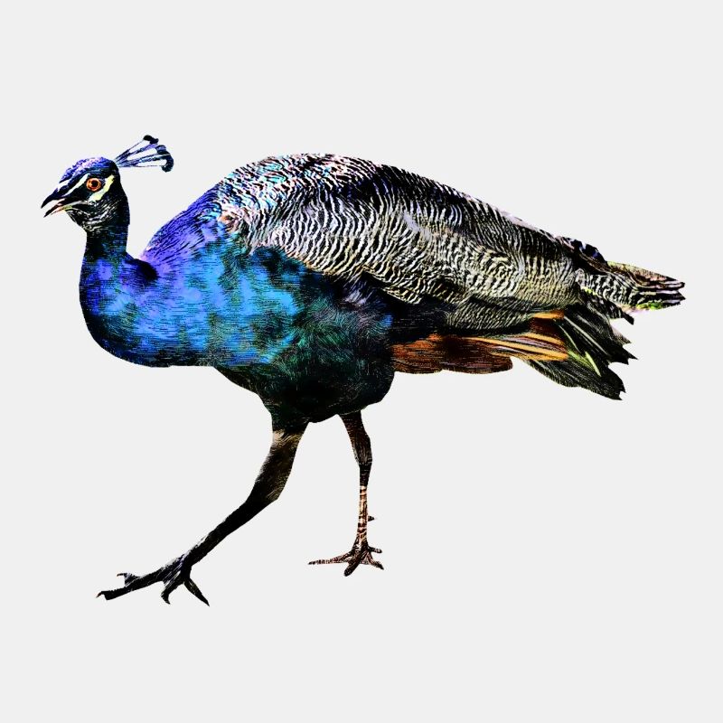 Pfau