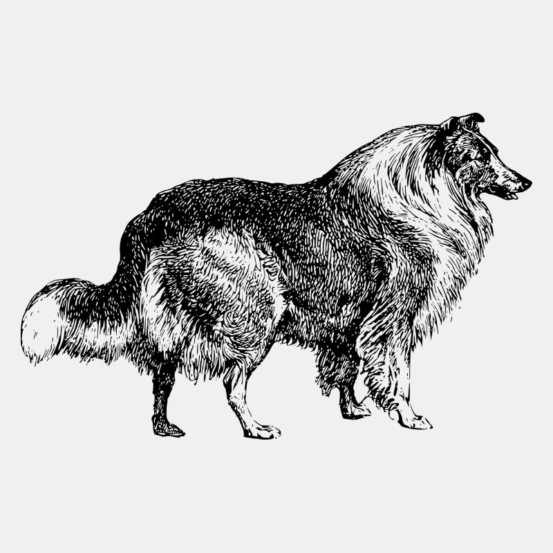 Lassie Hund