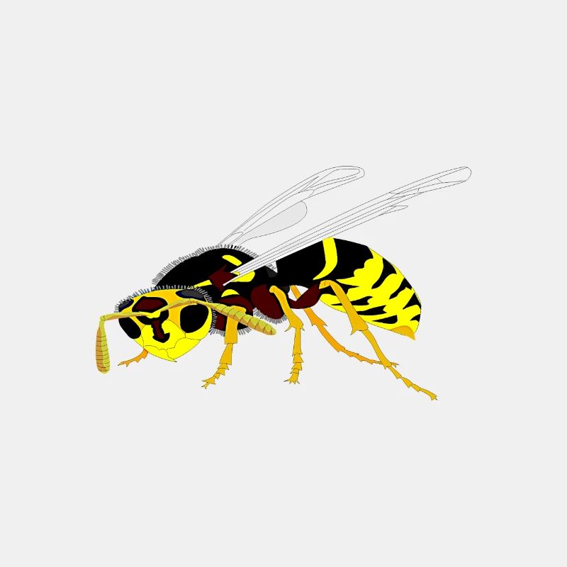 Wespe