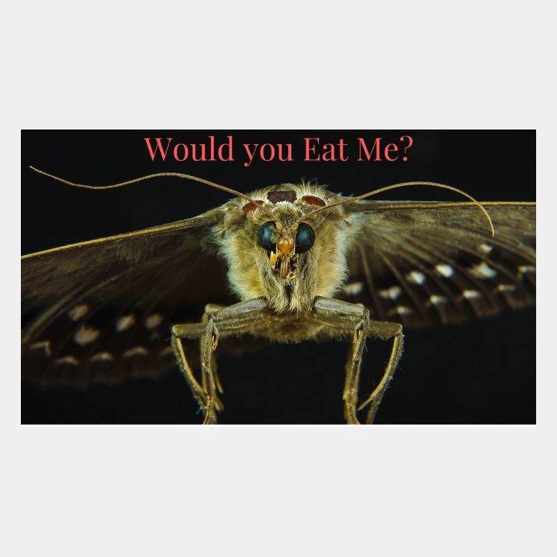 Insect