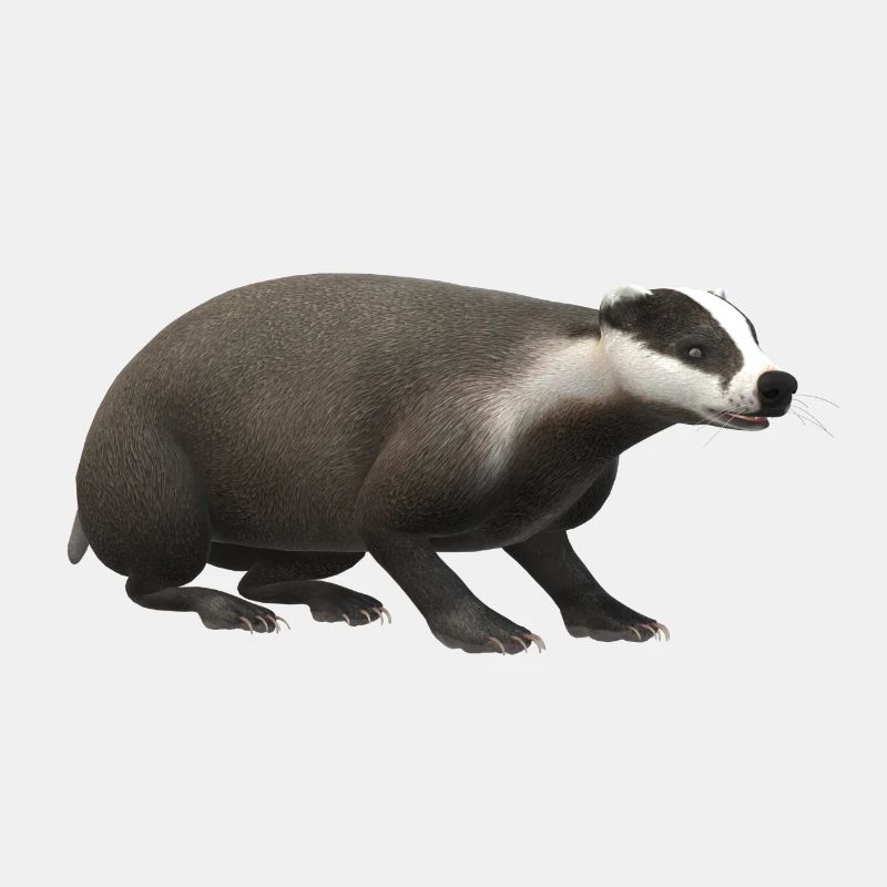 Blaireau 3D