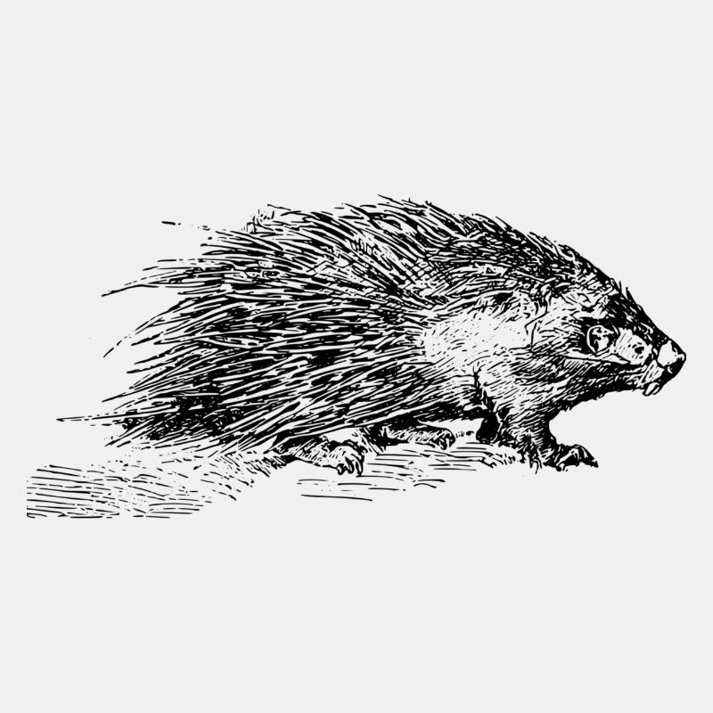 Stachelschwein