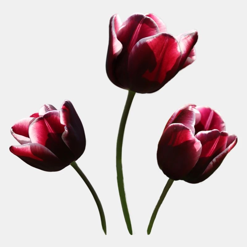 Tulpe weinrote Tulpen
