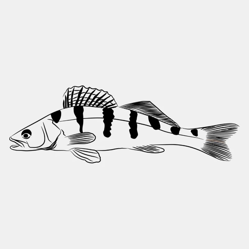 Zander