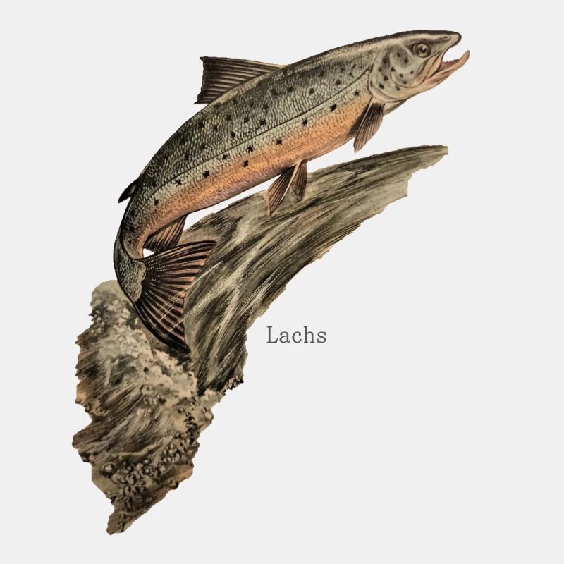 lachs